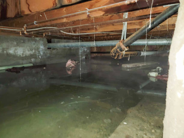 Best Water damage cleanup near me  in Shallowater, TX